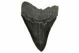 Serrated, Fossil Megalodon Tooth - South Carolina #340155-2